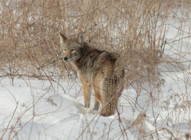 Coyote