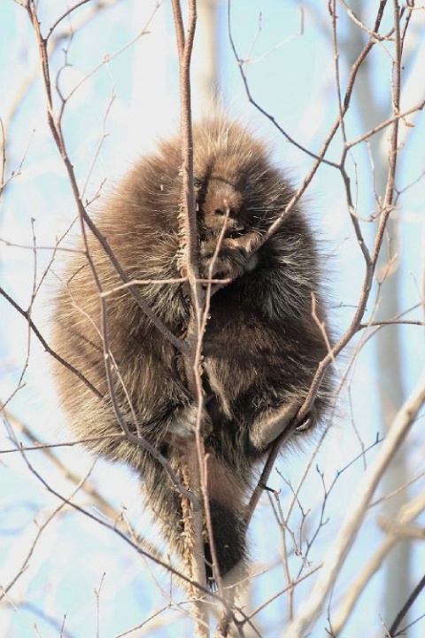 Porcupine