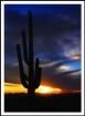 Arizona Rainbow S...