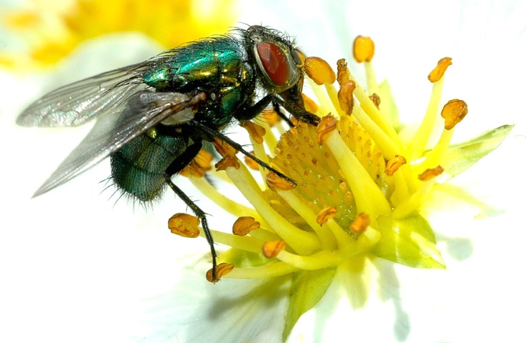 Fly On Fruitless Strawberry Flower