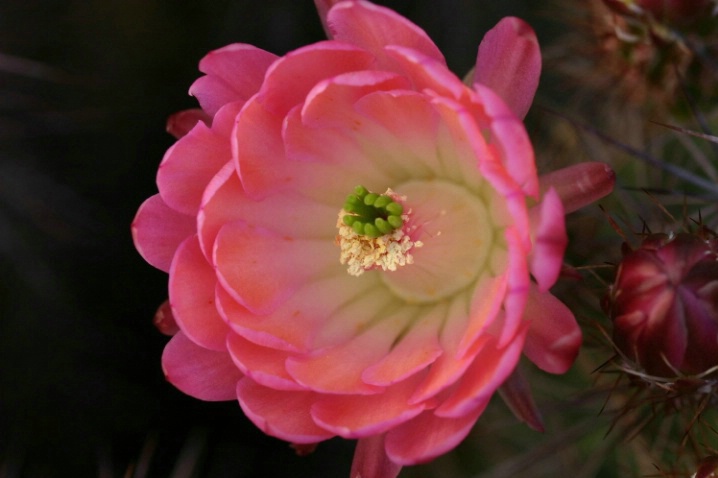 Pink Claretcup Hedgehog 