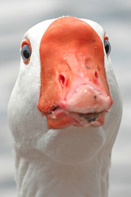 Ugly Duck Portrait