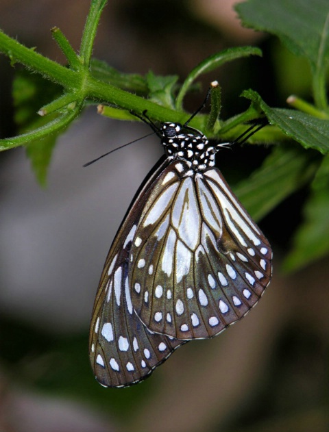 Butterfly Resting