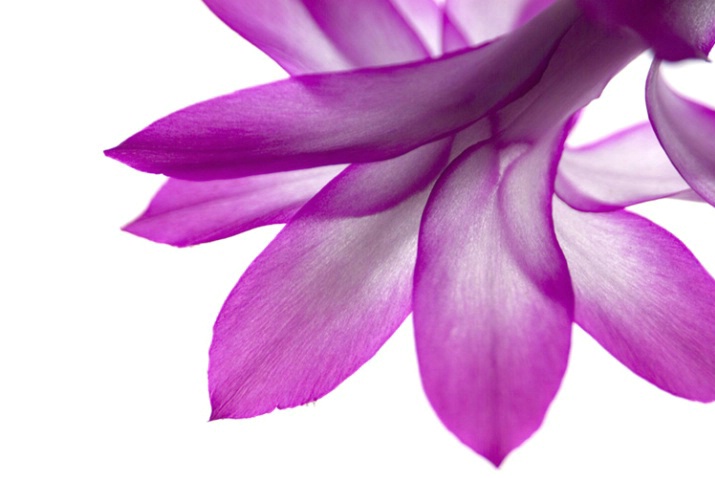 Close-up - Christmas Cactus Blossom - ID: 3585792 © Larry J. Citra