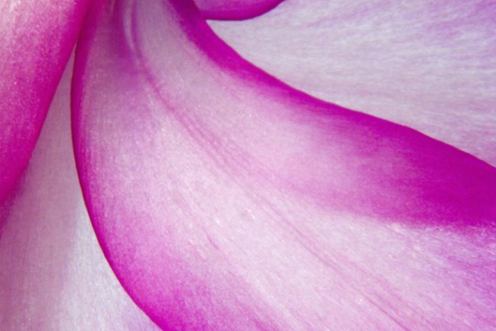 Ultra Close-up - Christmas Cactus Blossom #2 - ID: 3585793 © Larry J. Citra