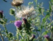 Soft and Thorny