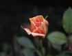 Beautiful Bud