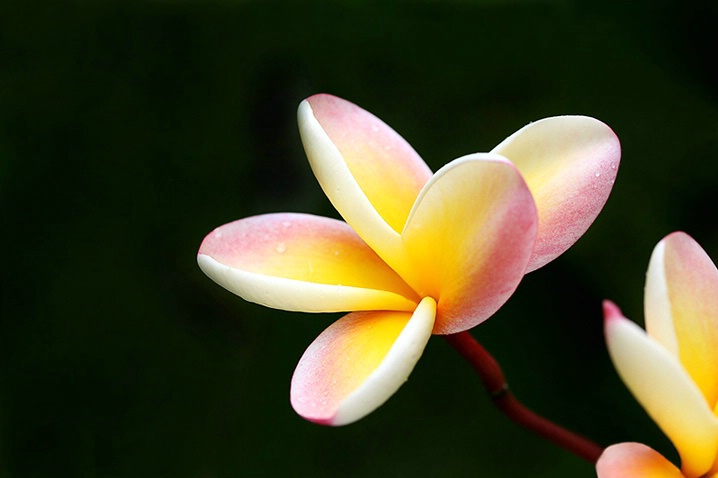 Rainbow Plumeria - ID: 3586442 © Janine Russell