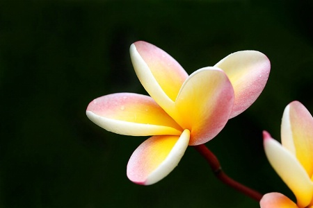 Rainbow Plumeria