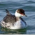 © Danny L. Klauss PhotoID # 3586847: Horned grebe 1