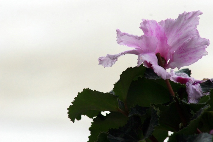 original cyclamens