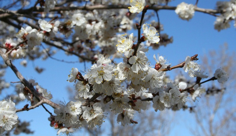 Apricot blossoms in spring