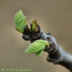 Brown Fig leaf sp...