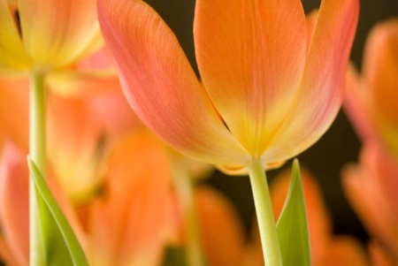 Tulip Macro