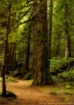 Forest Path - Nor...