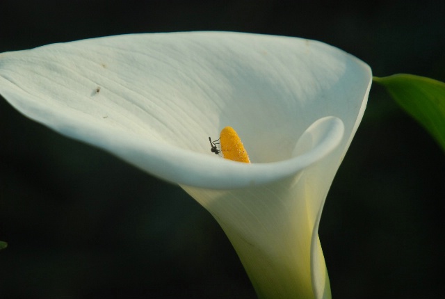 Insect inspection of Cala Lily 