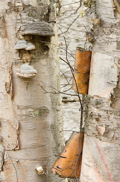 Birch Bark - ID: 3596945 © Larry J. Citra