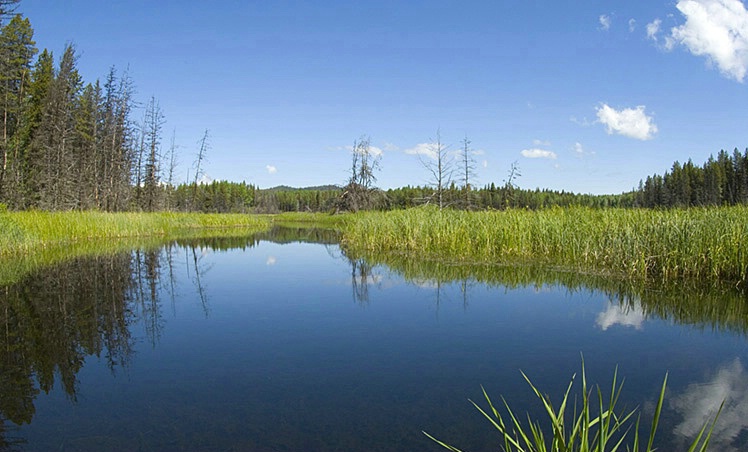 Montana Meadow - ID: 3597153 © Larry J. Citra