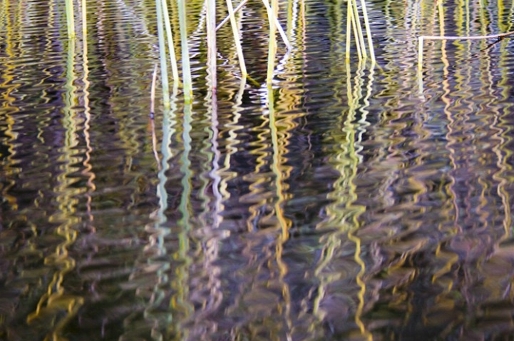 Reflection of Reeds - ID: 3597157 © Larry J. Citra