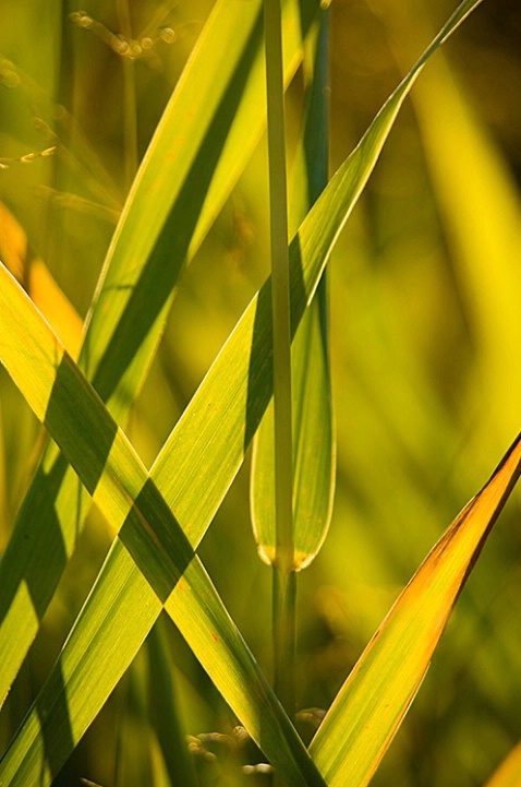 Shadows on Grasses - ID: 3602390 © Larry J. Citra