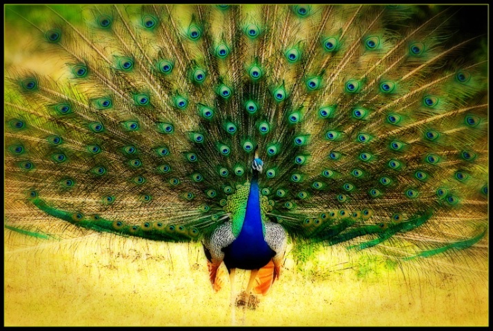 Male Peacock in action 