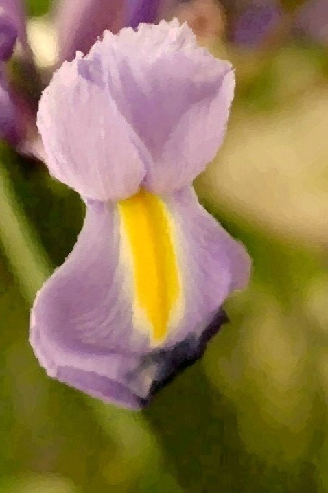 Iris Spring Collection - Lingerie - ID: 3603578 © Agnes Fegan