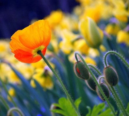 DELICATE SPRING COLOURS