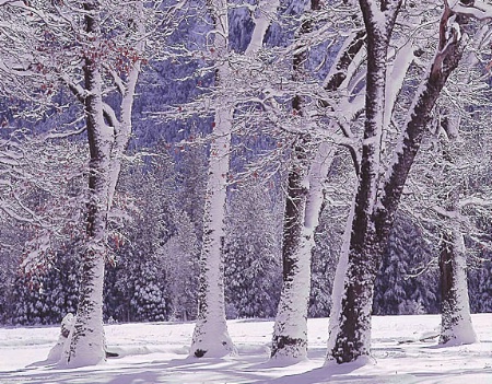 Black oaks in winter, Yosemite NP, CA