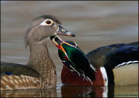 Wood Duck Love