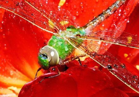 Wet Dragonfly