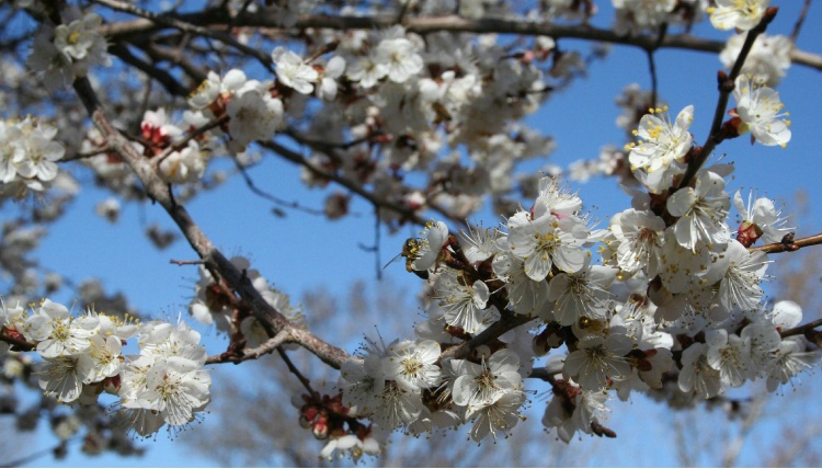 Apricot tree in bloom