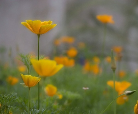 Fields of Gold