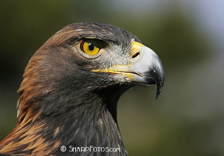 The Golden Eagle (Aquila chrysaetos)