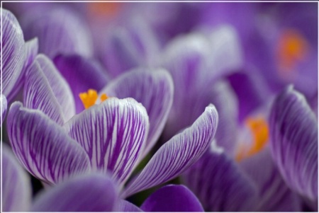 The Crocus Are Here!