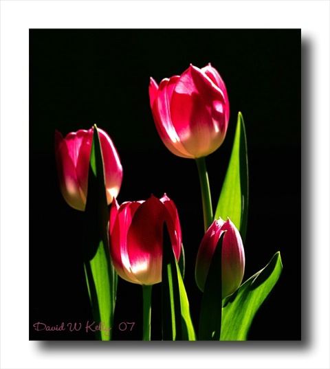 Backlit Red Tulips