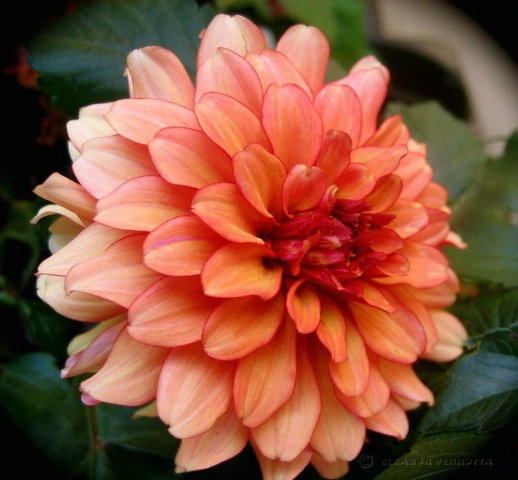 DAHLIA, MEXICAN DELIGHT