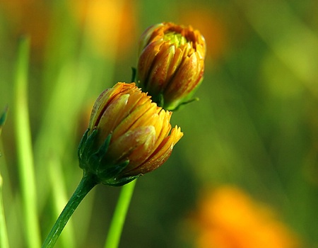 Golden Buds