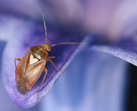 Walking on a hyacinth