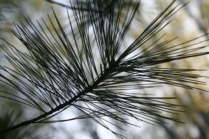 Pine Lines