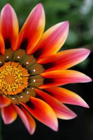 Gazania Blush