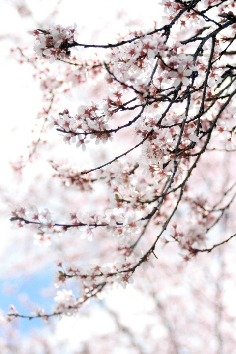 blossoms