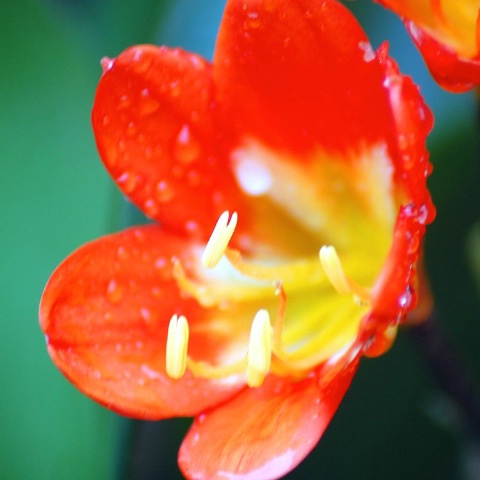 Red and Yellow After the Rain