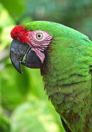 Parrot having dinner