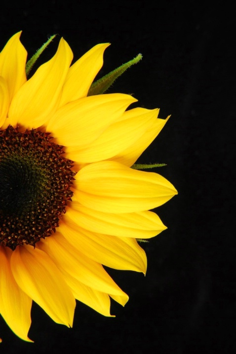 Sunflower - ID: 3616539 © Nichole Gonzalez