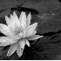 © Nichole Gonzalez PhotoID # 3616593: B & W Water Lily