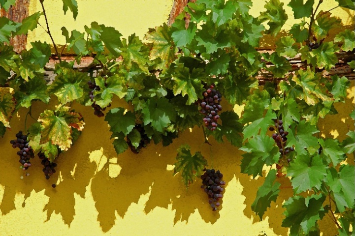 Vineyard in the village