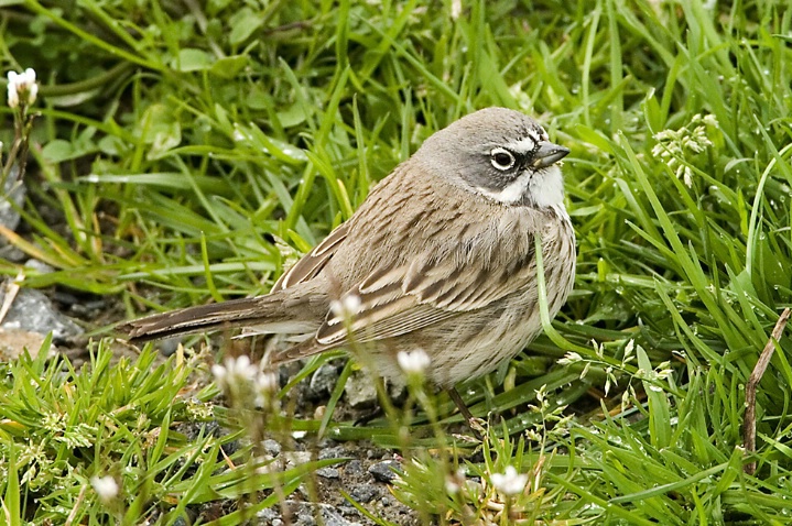 Sage Sparrow - Wrong Side of the Mountains - ID: 3618589 © John Tubbs