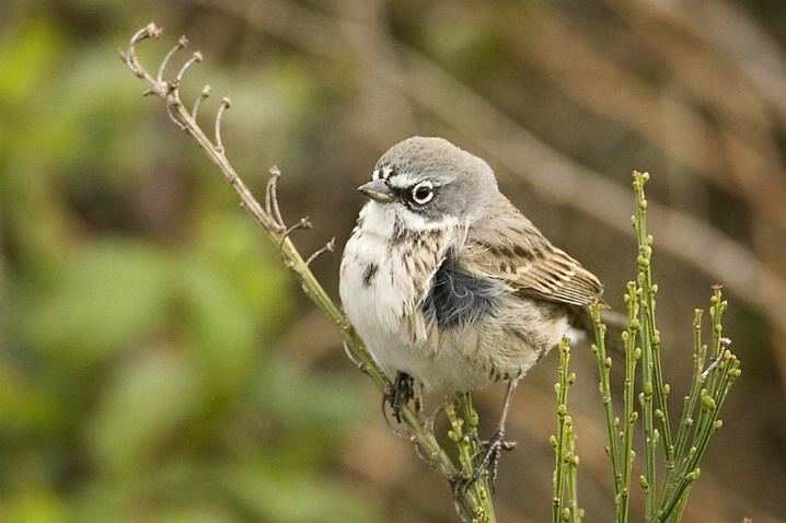 Sage Sparrow - Marymoor Park - ID: 3618624 © John Tubbs