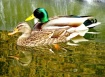 Quacks