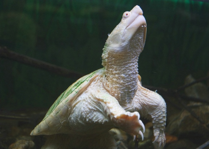 Albino Snapping Turtle - EcoMuseum (Montreal, QC)